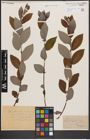Foto von Salix cinerea L.